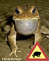 American Toad calling _A5E9834.jpg - 43327 Bytes